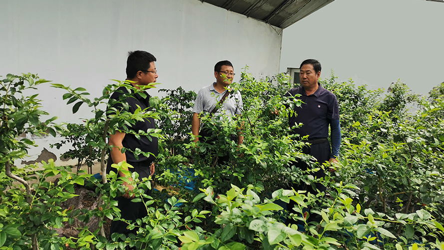 綠化設(shè)計(jì)種植指導(dǎo)